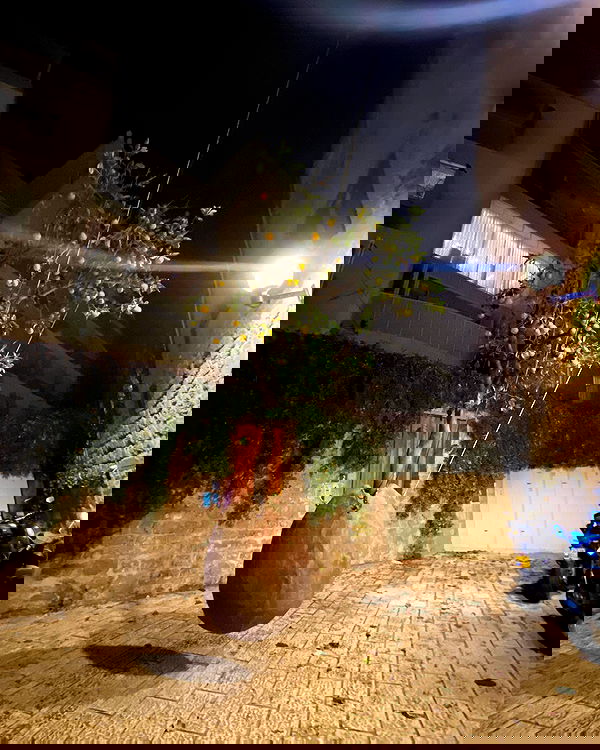 tuliprivet tuliprivet archive image