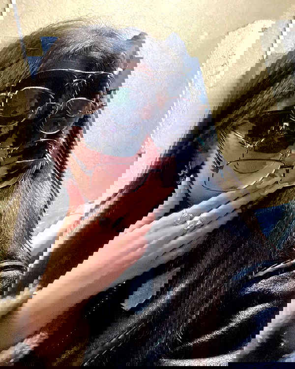 tuliprivet tuliprivet archive image