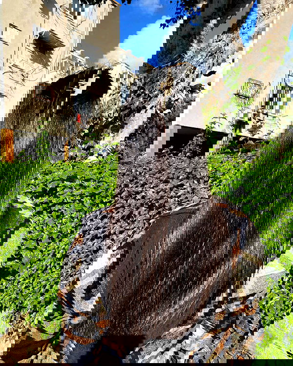 tuliprivet tuliprivet archive image