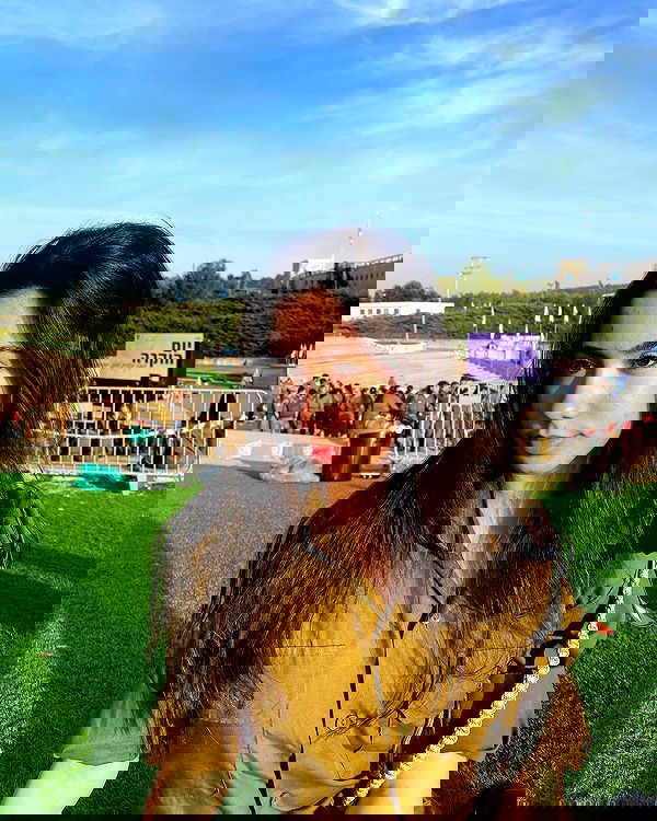 tuliprivet tuliprivet archive image