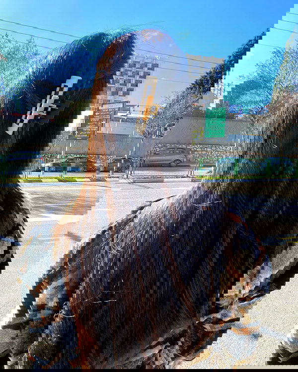 tuliprivet tuliprivet archive image