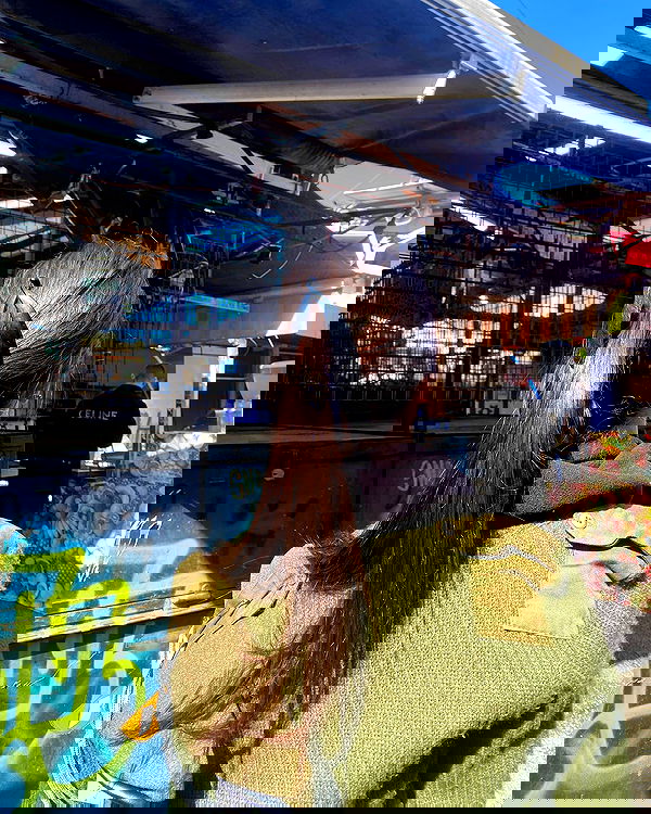 tuliprivet tuliprivet archive image