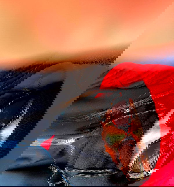 tuliprivet tuliprivet archive image