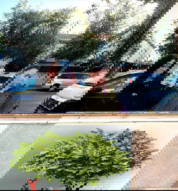 tuliprivet tuliprivet archive image