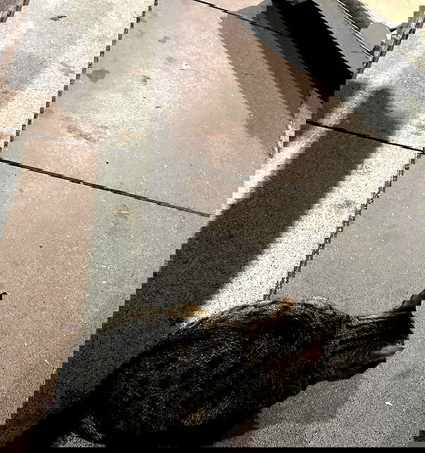 tuliprivet tuliprivet archive image