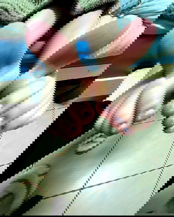 tuliprivet tuliprivet archive image