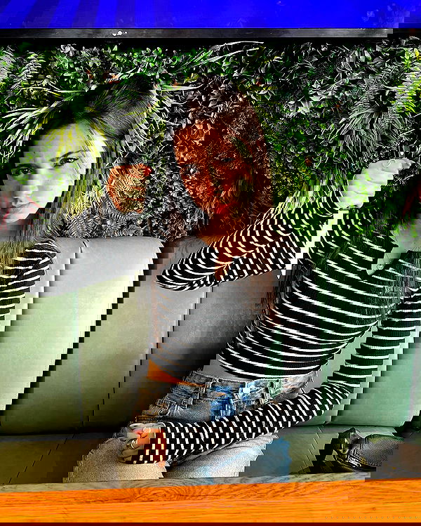 tuliprivet tuliprivet archive image