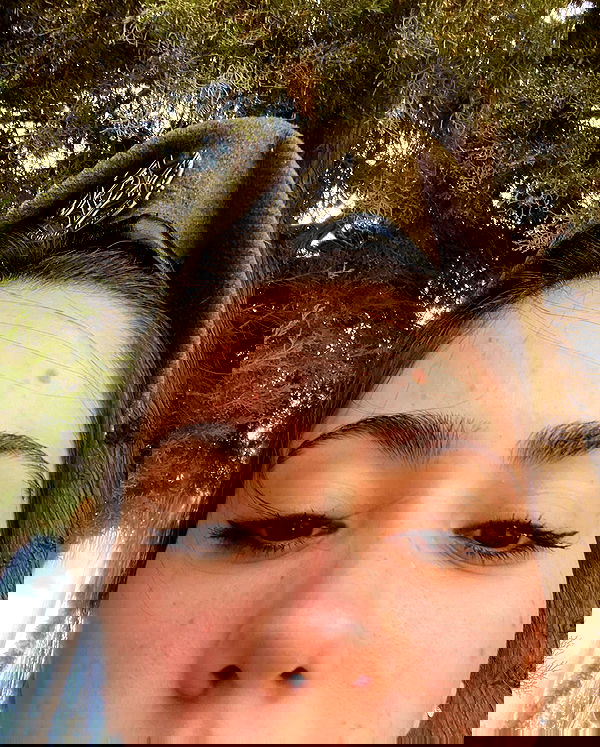 tuliprivet tuliprivet archive image