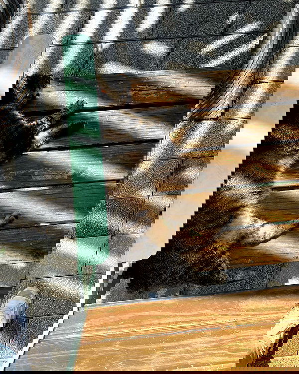 tuliprivet tuliprivet archive image