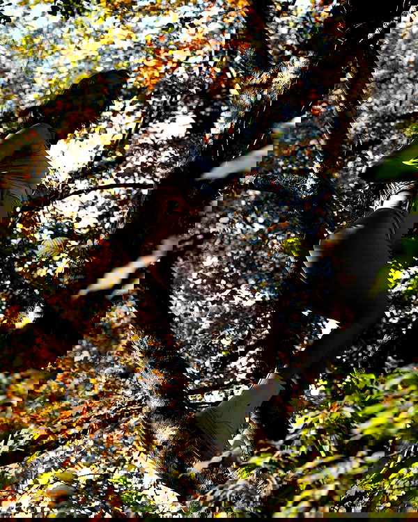 uniquexbrat image ~ Altpins