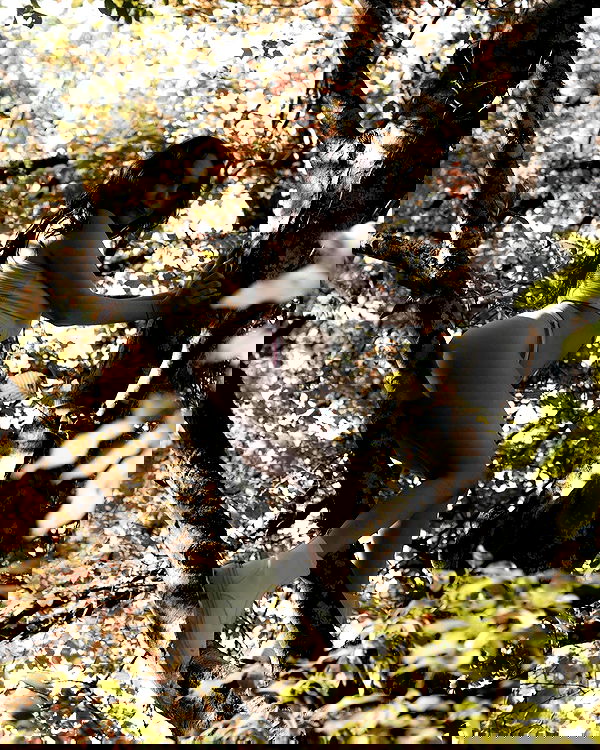 uniquexbrat image ~ Altpins