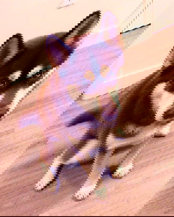 v.okay image ~ Altpins