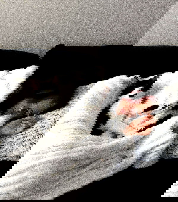 v.okay image ~ Altpins