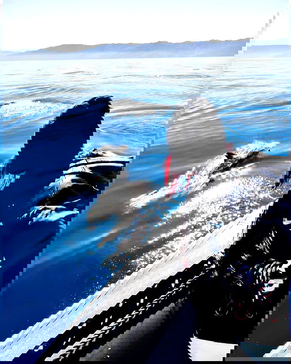 v.okay image ~ Altpins