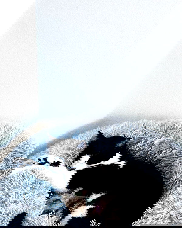 v.okay image ~ Altpins