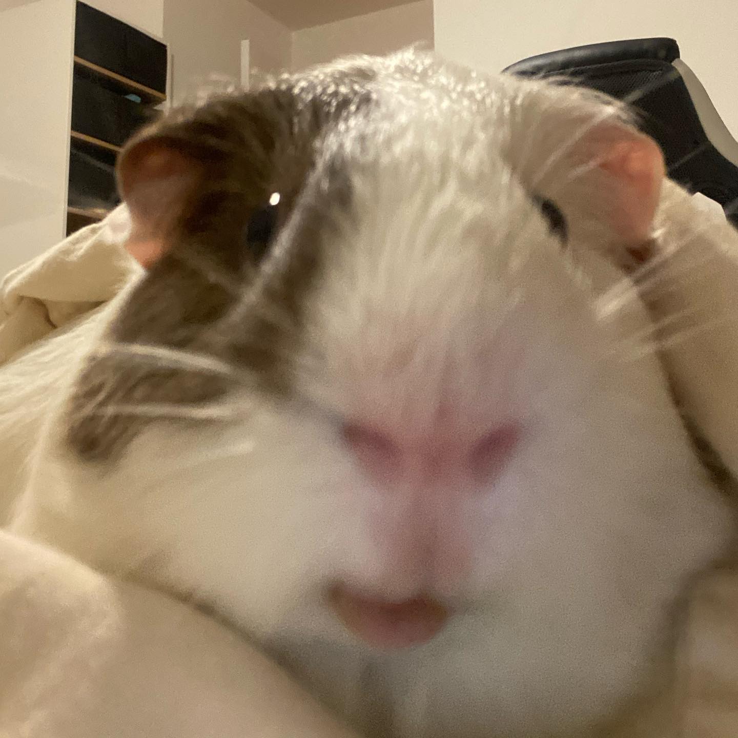 v33froggy instagram image archive image