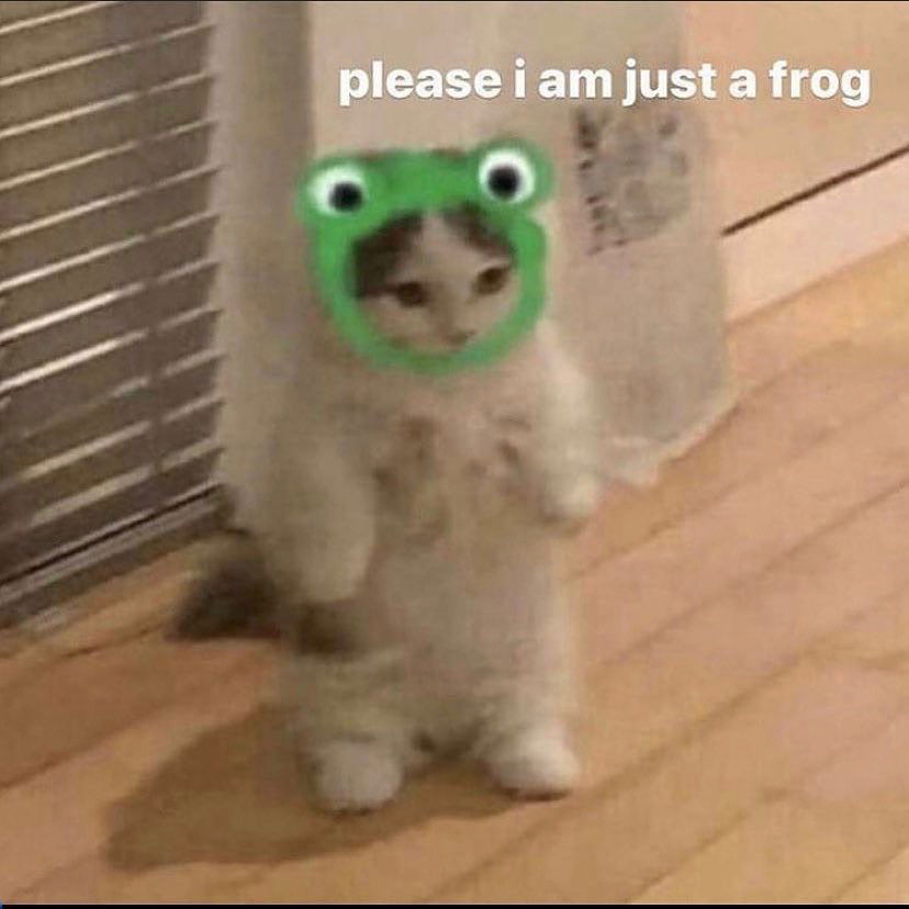 v33froggy instagram image archive image