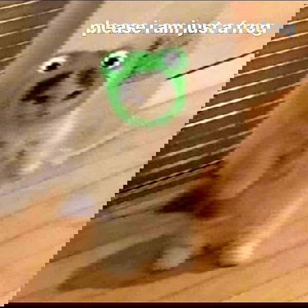 v33froggy image ~ Altpins