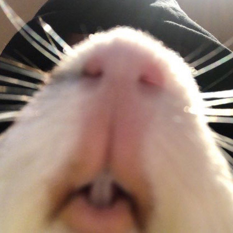 v33froggy instagram image archive image