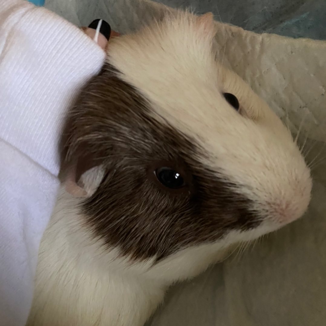 v33froggy instagram image archive image