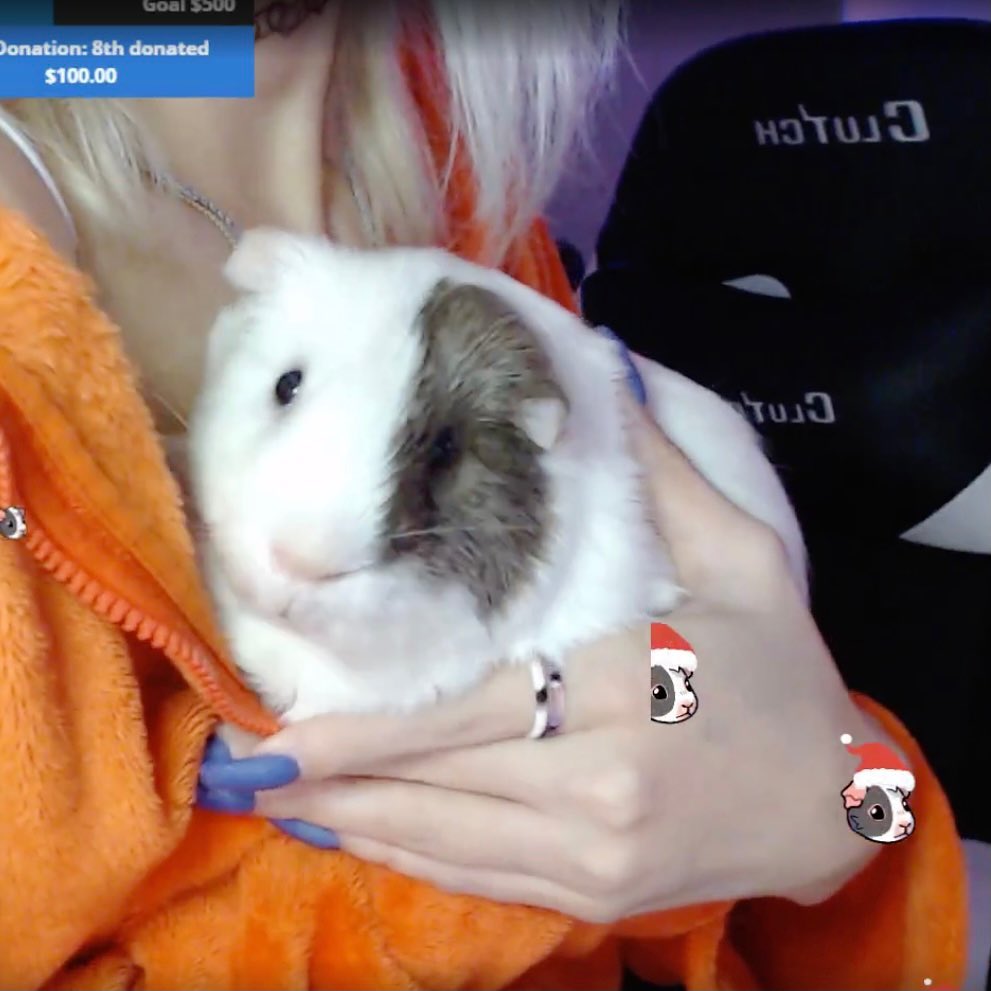 v33froggy instagram image archive image