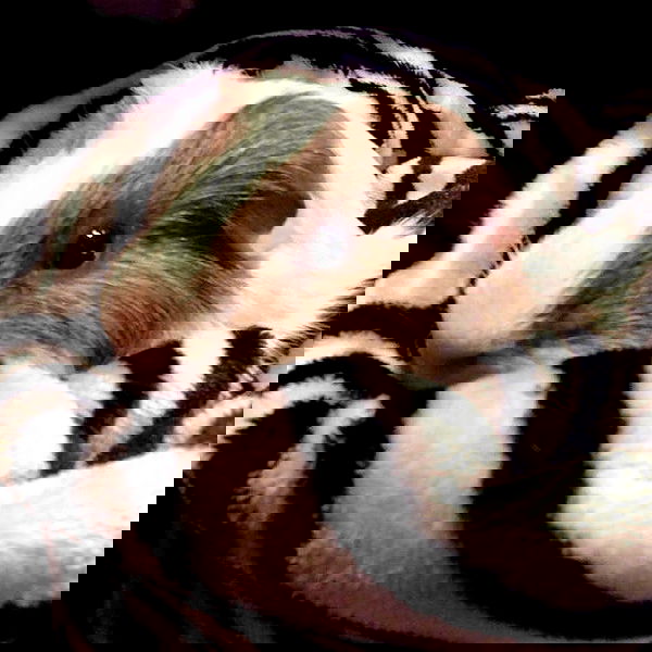 v33froggy image ~ Altpins