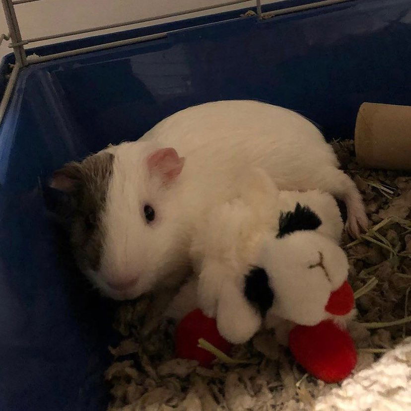 v33froggy instagram image archive image