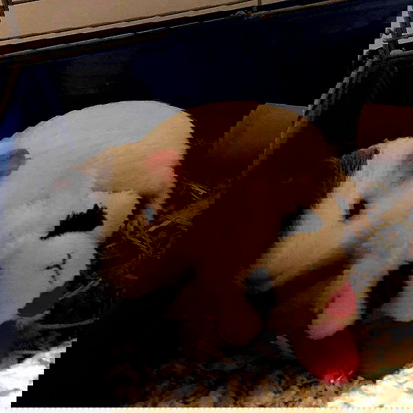 v33froggy image ~ Altpins