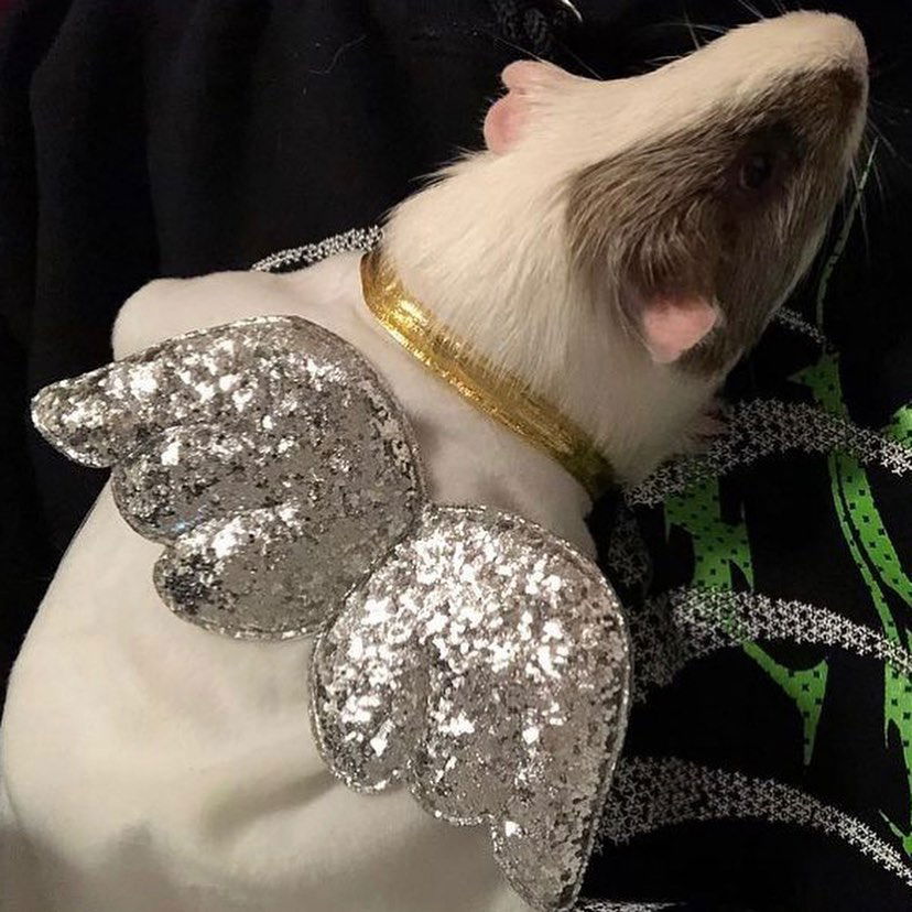 v33froggy instagram image archive image