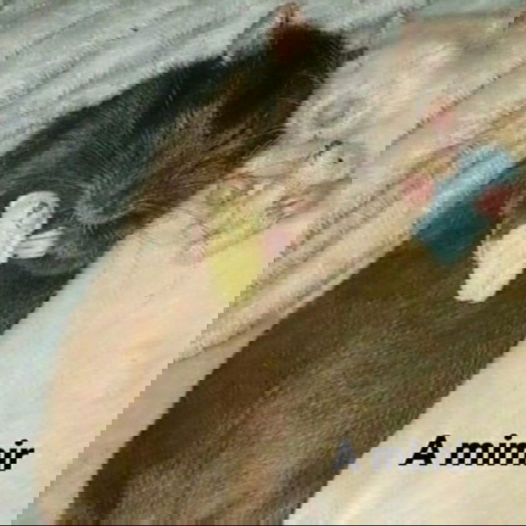 v33froggy instagram image archive image