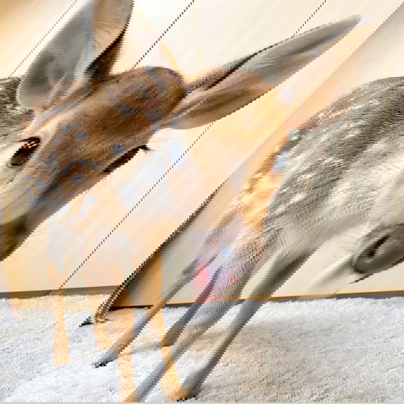 v33froggy instagram image archive image