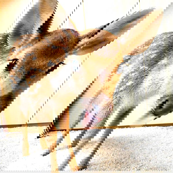 v33froggy image ~ Altpins