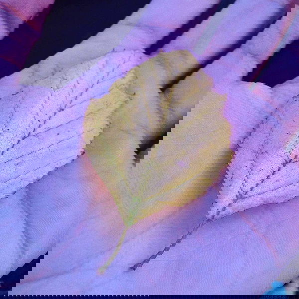 vanessa.julienne image ~ Altpins