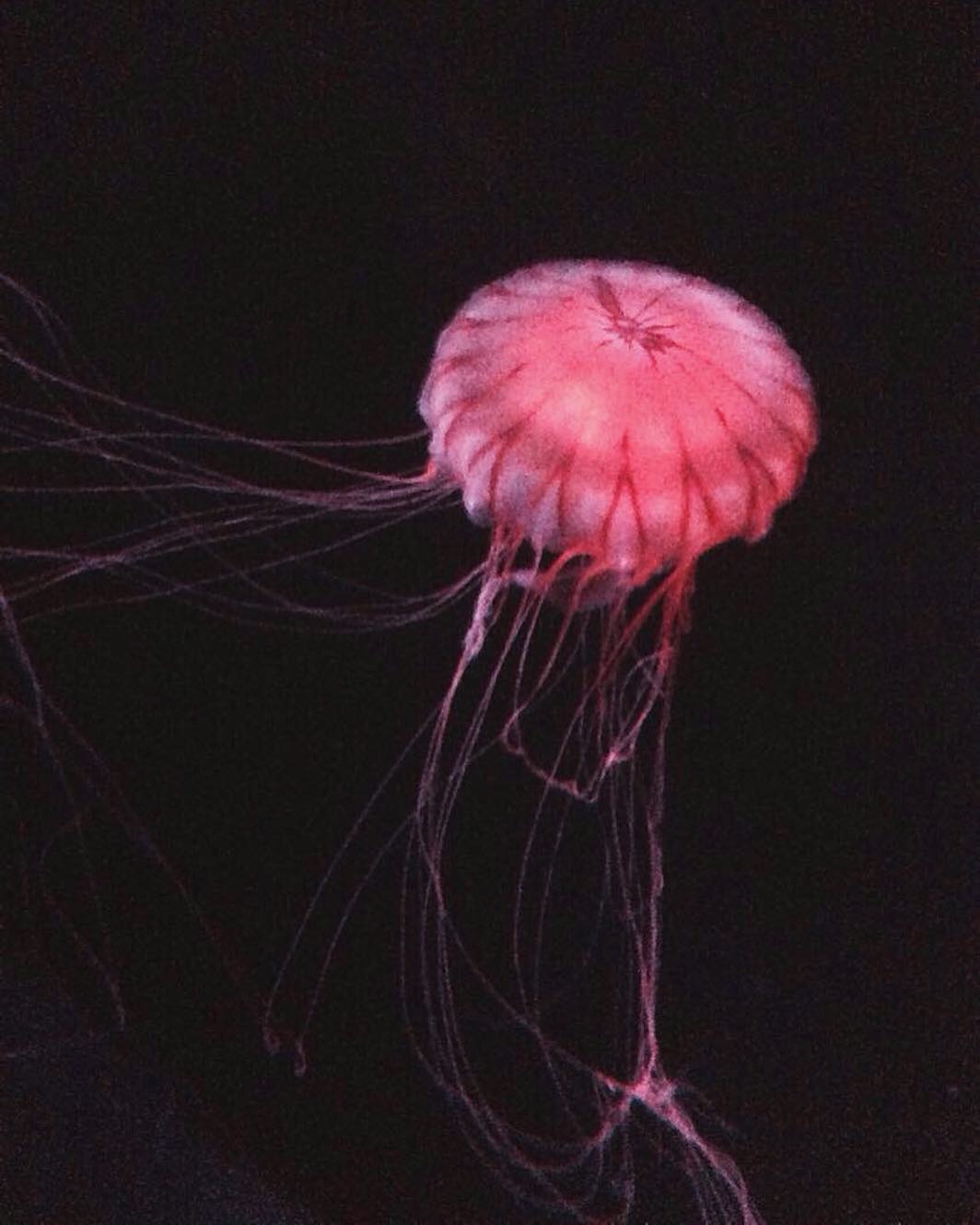 vanessa.julienne instagram image archive image