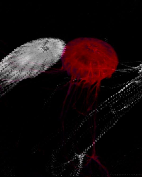 vanessa.julienne image ~ Altpins