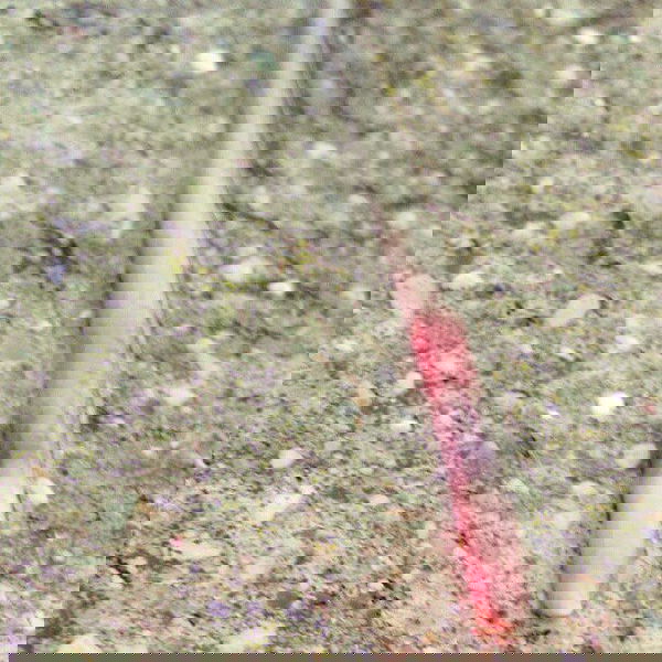 vanessa.julienne image ~ Altpins