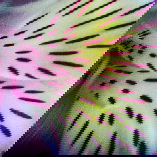 vanessa.julienne image ~ Altpins