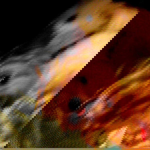 vanessa.julienne image ~ Altpins