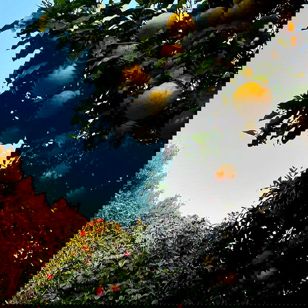 vanessa.julienne image ~ Altpins