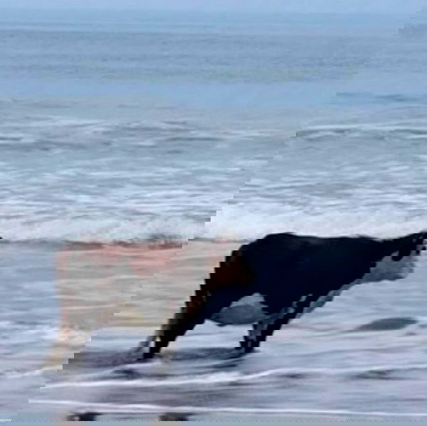 vanessa.julienne image ~ Altpins