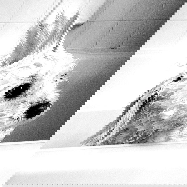 vanessa.julienne image ~ Altpins