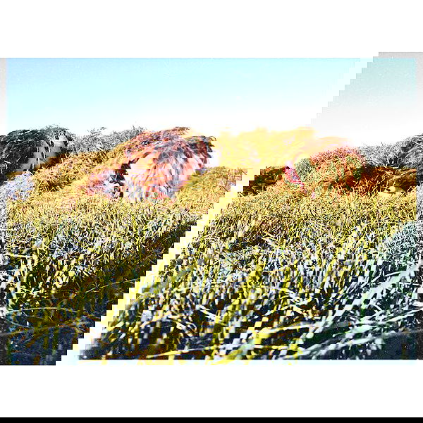 vanessa.julienne image ~ Altpins