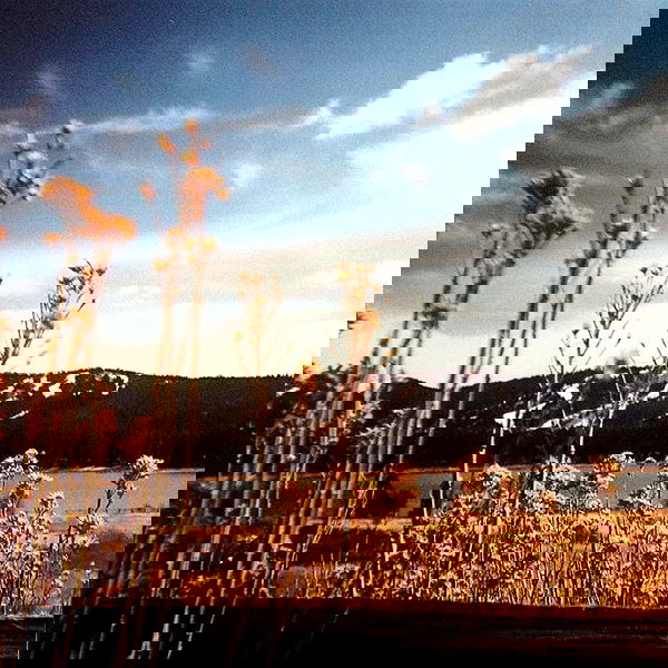 vanessa.julienne image ~ Altpins