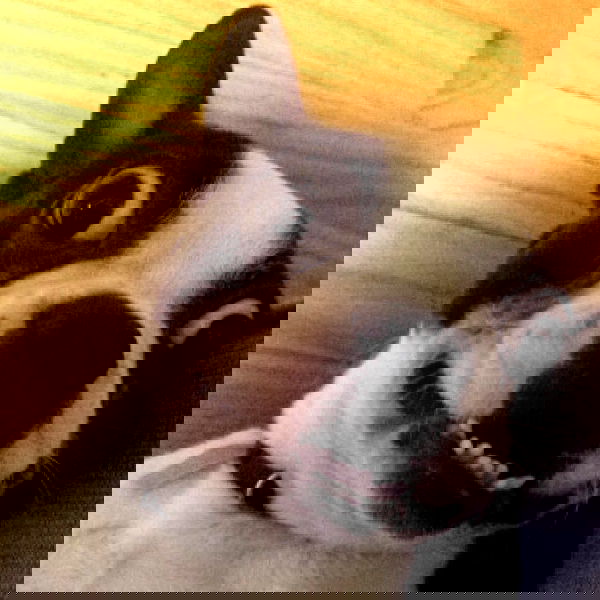 vanessa.julienne image ~ Altpins