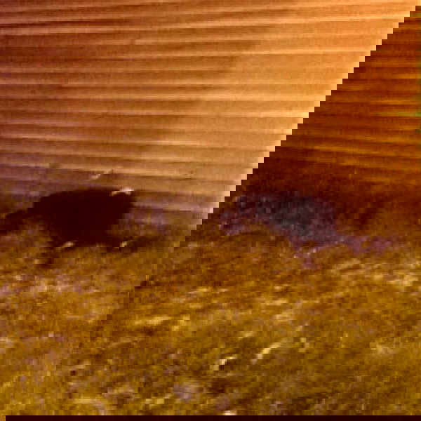 vanessa.julienne image ~ Altpins