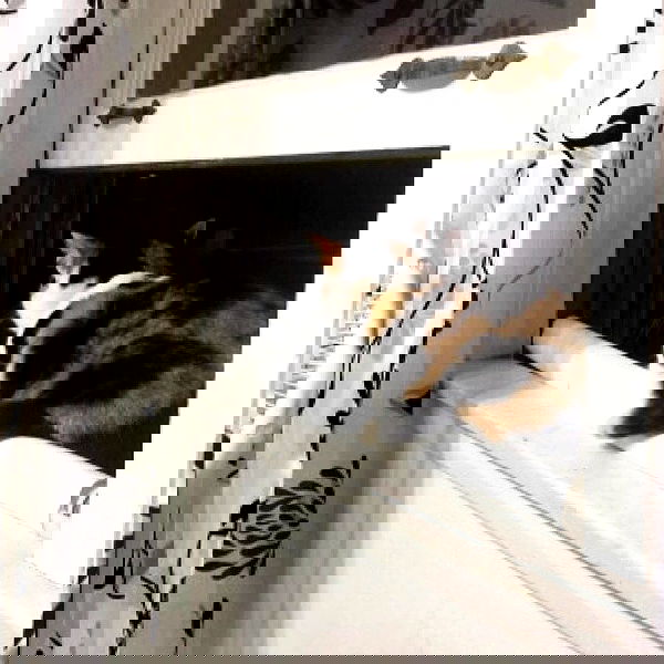 vanessa.julienne image ~ Altpins