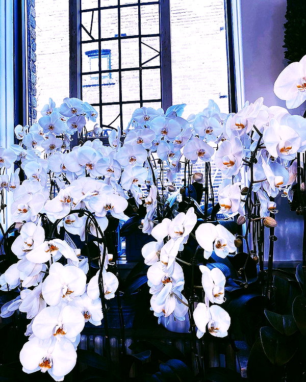 vantabee vantabee archive image