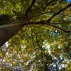 vicdeangelis Altpins Profile Picture