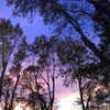 vicdeangelis Altpins Profile Picture