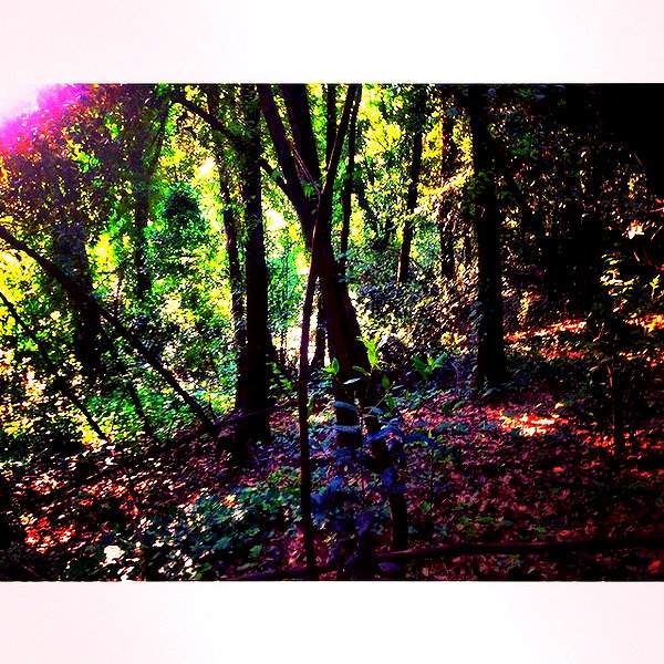 vicdeangelis instagram image archive image